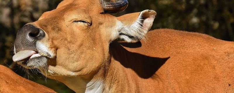 牛的舌头有什么用处 牛的舌头有什么作用?