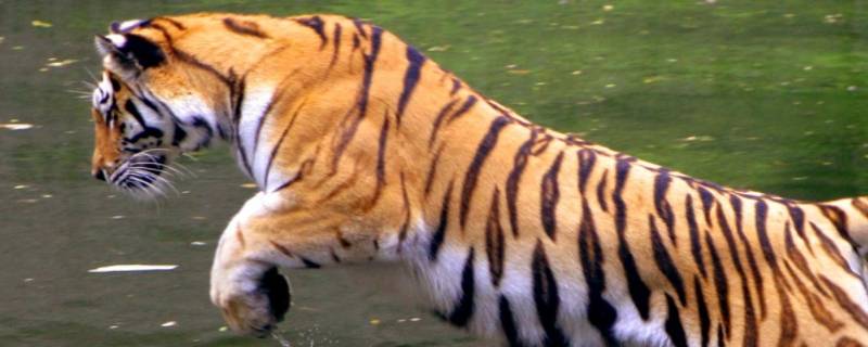 虎的品种 虎的品种有哪些?