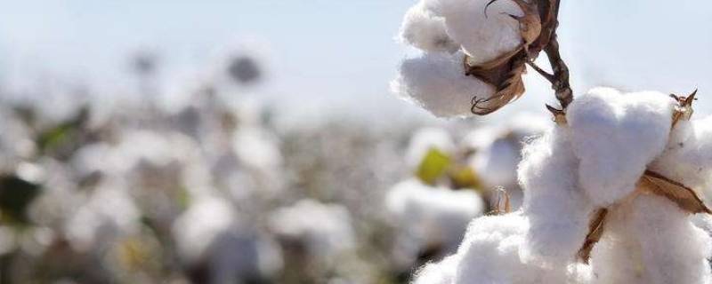 澳洲棉是什么材质 澳洲棉到底是什么棉