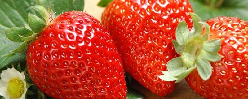 草莓是怎么形成的（草莓是怎么生长的）