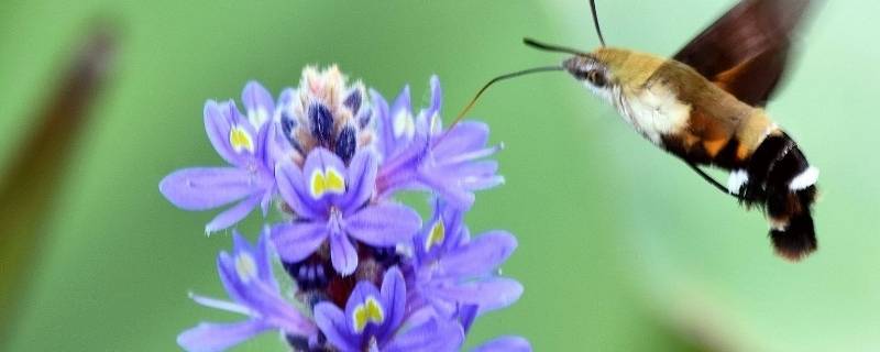 蜂蛾是保护动物吗 有哪些蛾是保护动物