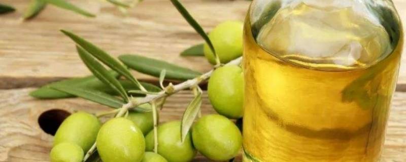初榨橄榄油和精炼橄榄油的区别 初榨橄榄油与精炼橄榄油的区别