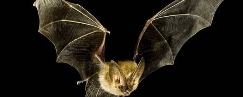 蝙蝠属于什么类动物 蝙蝠属于什么类动物a鸟类b哺乳类c昆虫