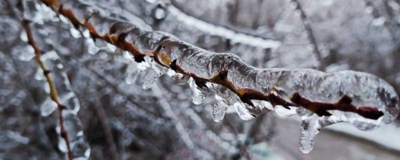 冻雨和雪有什么区别（冻雨和冻雪的区别）