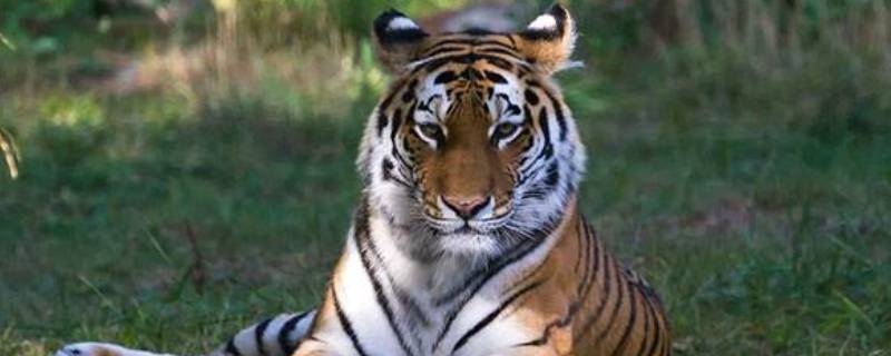 老虎的耳朵是什么形状 老虎的有怎样的耳朵像什么
