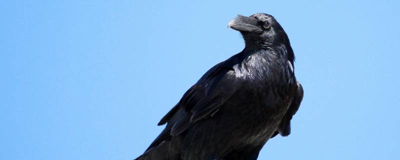 乌鸦都是黑色的么 乌鸦是不是都是黑色的