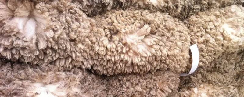 羊皮怎样处理才能软软的 怎么把羊皮处理柔软