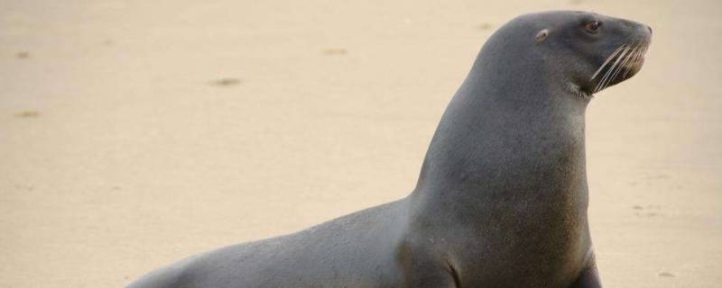 seal是海狮还是海豹（海豹和海狮的区别在哪里）