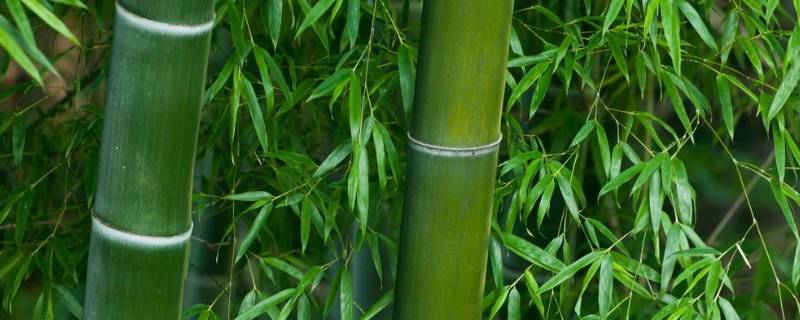 过年买竹子是什么意思 买竹子有什么讲究