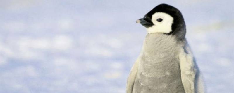 什么是企鹅的家 什么是企鹅的家一年级