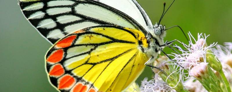 蝴蝶发现花蜜靠的是什么 蝴蝶用来吸食花蜜的那个东西叫什么