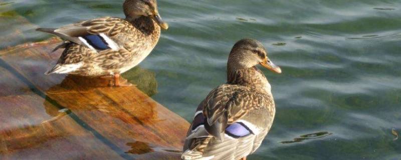 水鸭子是几级保护动物 水鸭子属于几级保护动物