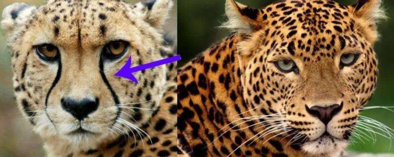 猎豹和豹子有什么区别（猎豹和豹子的区别在哪里）