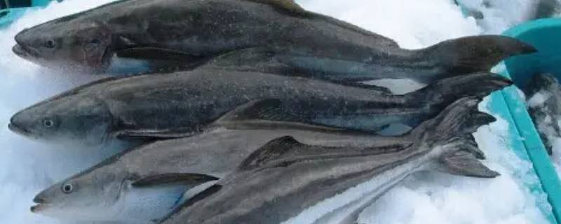 海干索是什么鱼 干海鱼有哪些
