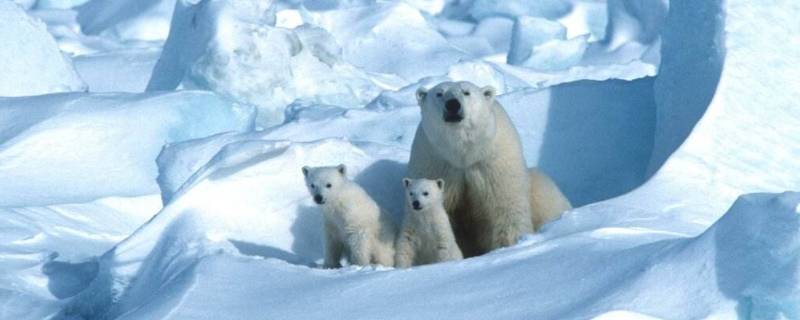 北极熊是保护动物吗 北极熊是濒危动物吗