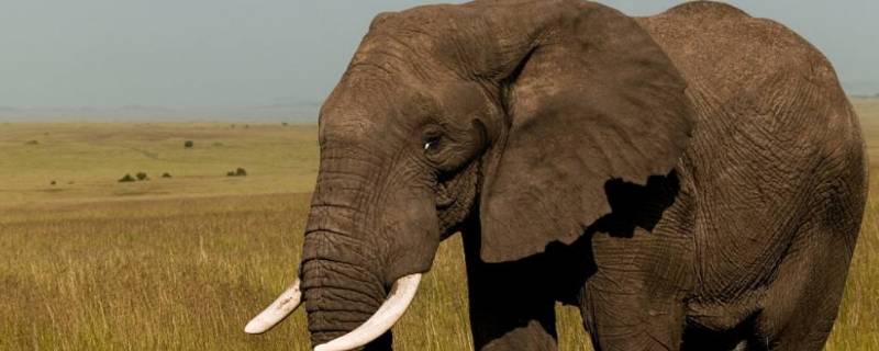 大象的耳朵有多大 大象的耳朵有多大图片