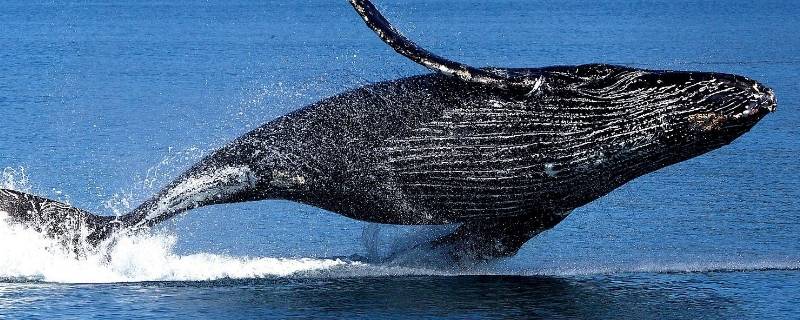 鲸鱼长什么样子 鲸鱼长什么样子图片