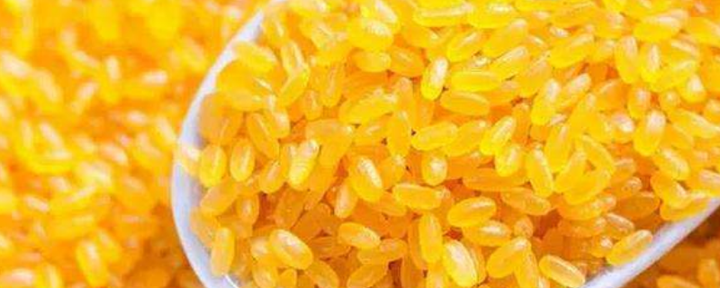 黄颜色的大米是啥米（黄色的大米是什么）