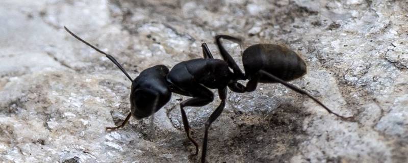 冬天蚂蚁都去哪了 冬天蚂蚁在干嘛