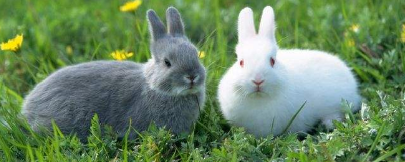 兔肠是什么 兔子的大肠杆菌