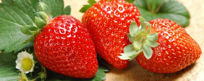 99草莓是什么品种（99草莓品种介绍）
