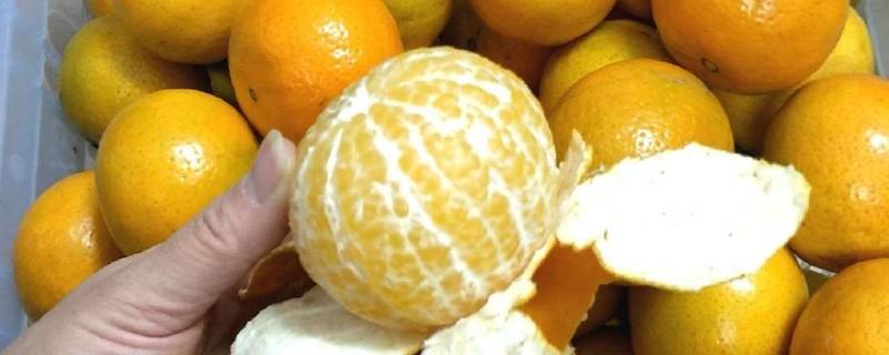 橘桔区别 橘子的橘和桔有什么区别
