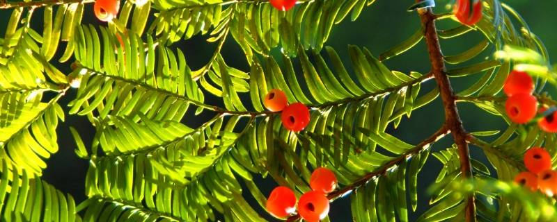 紫杉醇主要存在于红豆杉的什么中 紫杉醇主要来自于红豆杉的哪个部位