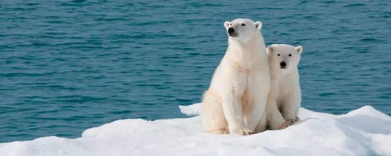 北极熊吃企鹅么 北极熊吃企鹅肉吗