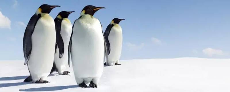 企鹅的种类 企鹅的种类和特点