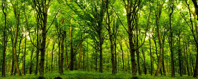 植树造林对水循环的影响 种植树木对水循环的影响