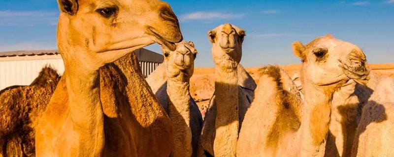 骆驼只有双峰骆驼一种对吗（骆驼和双峰驼的区别）