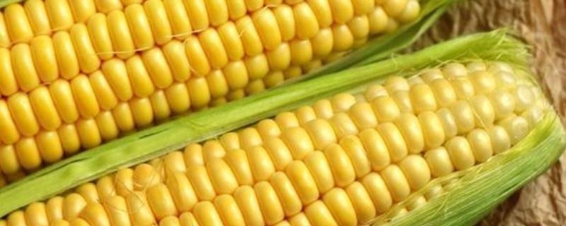 白玉米和黄玉米的区别 白玉米和黄玉米的区别对比