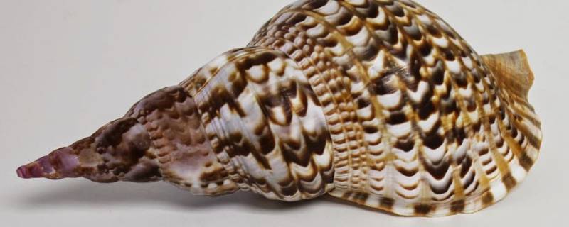 凤尾螺是不是二级保护动物（凤螺是保护物种吗）
