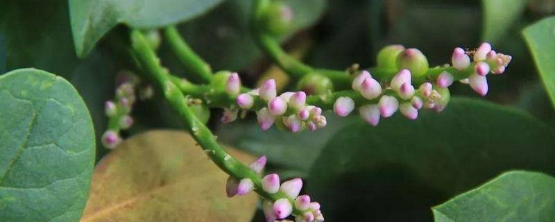 豆腐菜又叫什么菜（都有什么豆腐菜名）