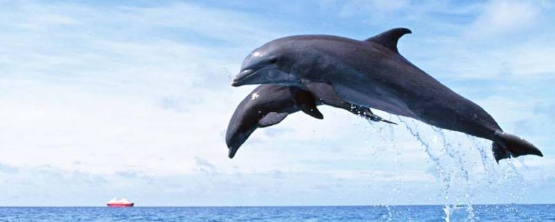 海豚属于什么类动物（中华白海豚属于什么类动物）