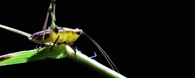 虫鸣的声音有哪些 虫鸣的声音有哪些词语