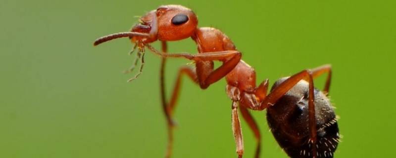 家里出现小蚂蚁的原因 家里有小蚂蚁的原因
