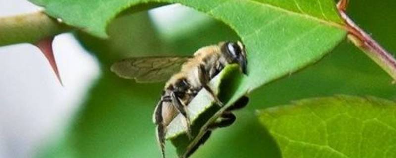 切叶蜂和樵叶蜂有什么区别（樵叶蜂是什么蜂）
