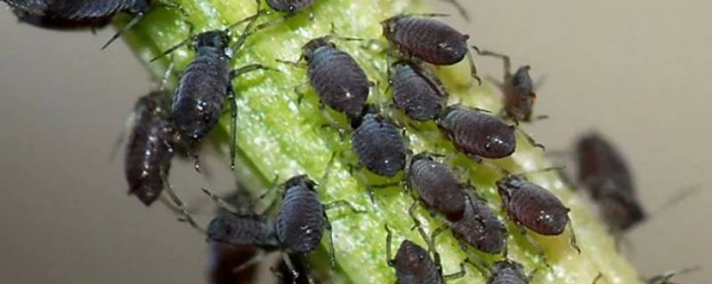 蚜虫主要集中于什么地区 蚜虫包括哪些