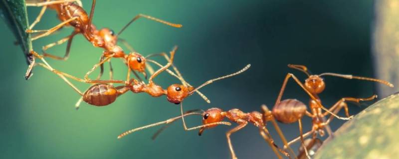 家里有小黄蚂蚁是什么原因造成的 家里有小黄蚂蚁是什么原因造成的?