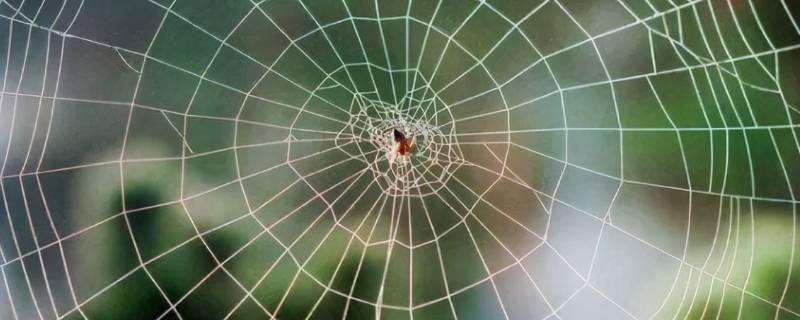 蜘蛛为什么能把网结在空中（蜘蛛为什么能把网结在空中(简语）