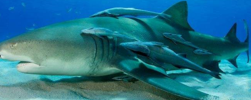 吸盘鲨为什么吸在鲨鱼身上 吸盘鱼吸在鲨鱼身上
