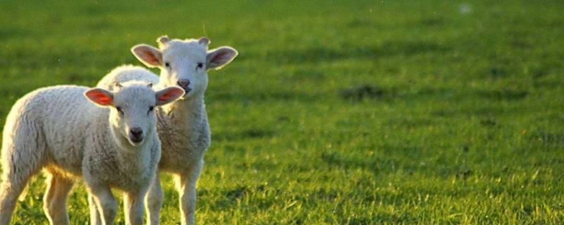 用什么敲出小羊的声音 用什么能敲出小羊的声音