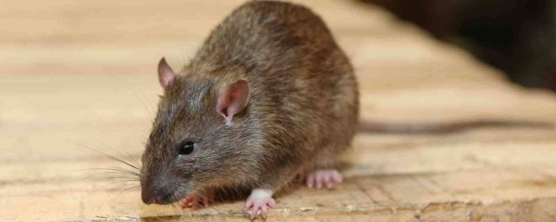 怎么能让家里的老鼠消灭干净（怎么有效的消除家里的老鼠）