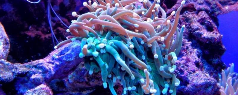 珊瑚会动吗（珊瑚会动吗?他是吃什么东西的,视频?）