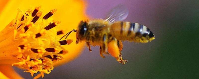 蜜蜂是节肢动物吗 马蜂属于节肢动物吗