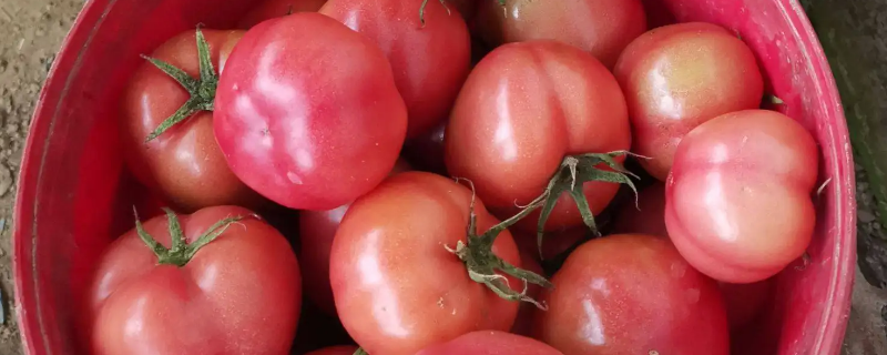 粉茄和番茄的区别 粉番茄和番茄有什么区别