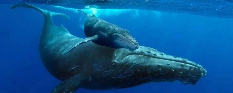 鲸的种类 鲸的种类有哪些?