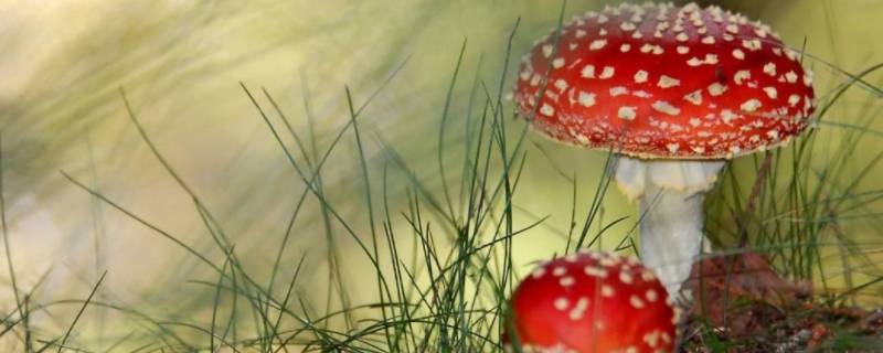 什么是迷幻毒蘑菇中的主要成分 什么是迷幻毒蘑菇中的主要成分,这种物质
