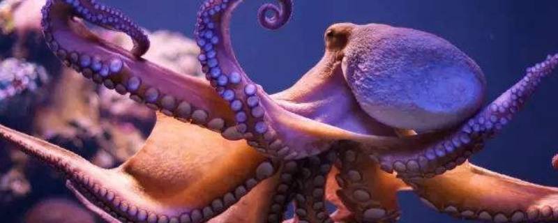 大章鱼为何经常被描绘成海妖（大章鱼海怪叫什么）